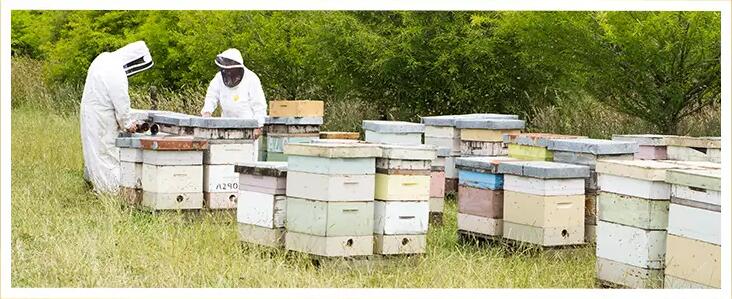 Melita蜂蜜采集的蜂箱