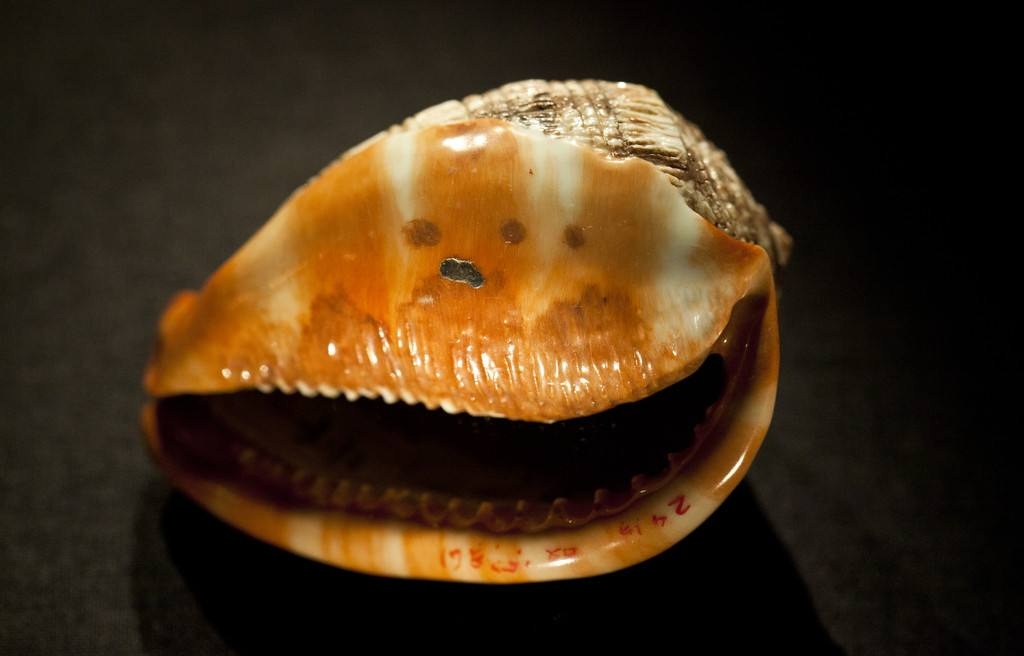 海螺象生瓷