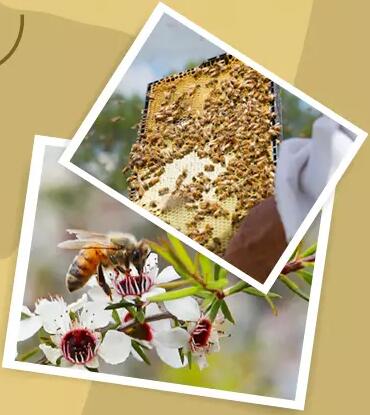 新西兰蜂蜜的生产环境