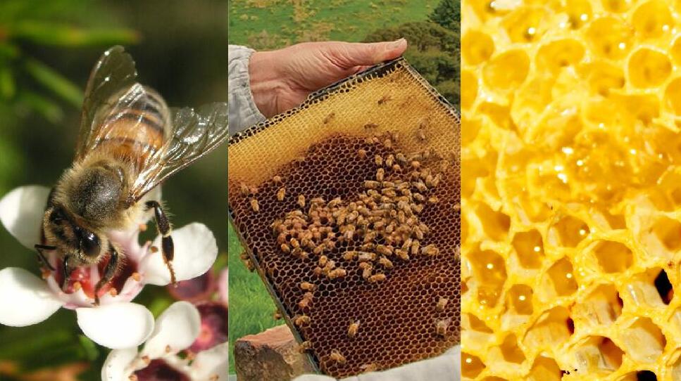 新西兰麦利卡蜂蜜umf15取蜜过程