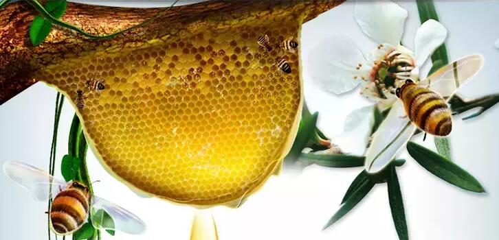 新西兰麦利卡蜂蜜源自天然